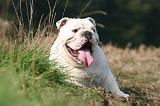 BULLDOG ANGLAIS 184